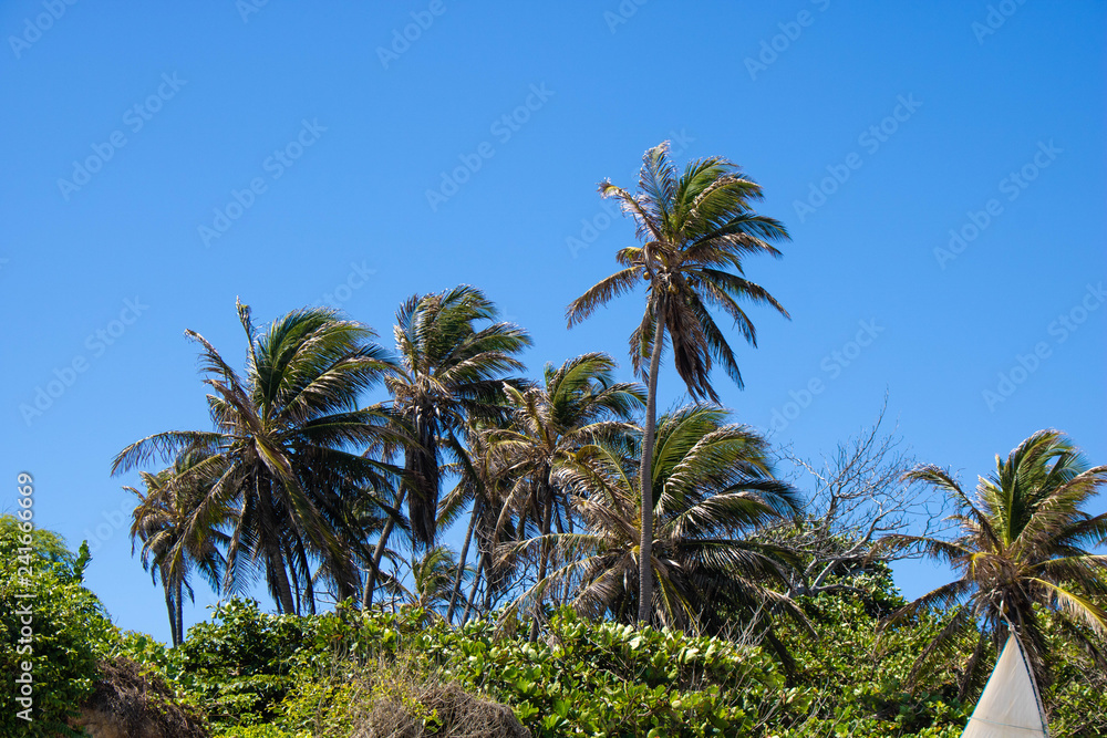 coconuts tree on the beach