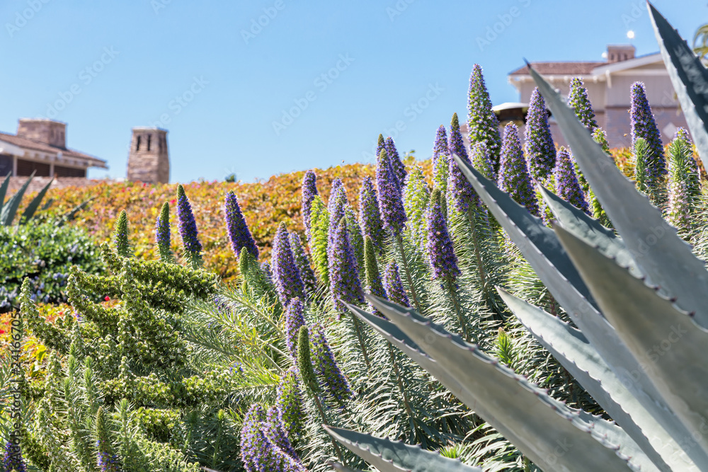 Fototapeta premium The Flora of California