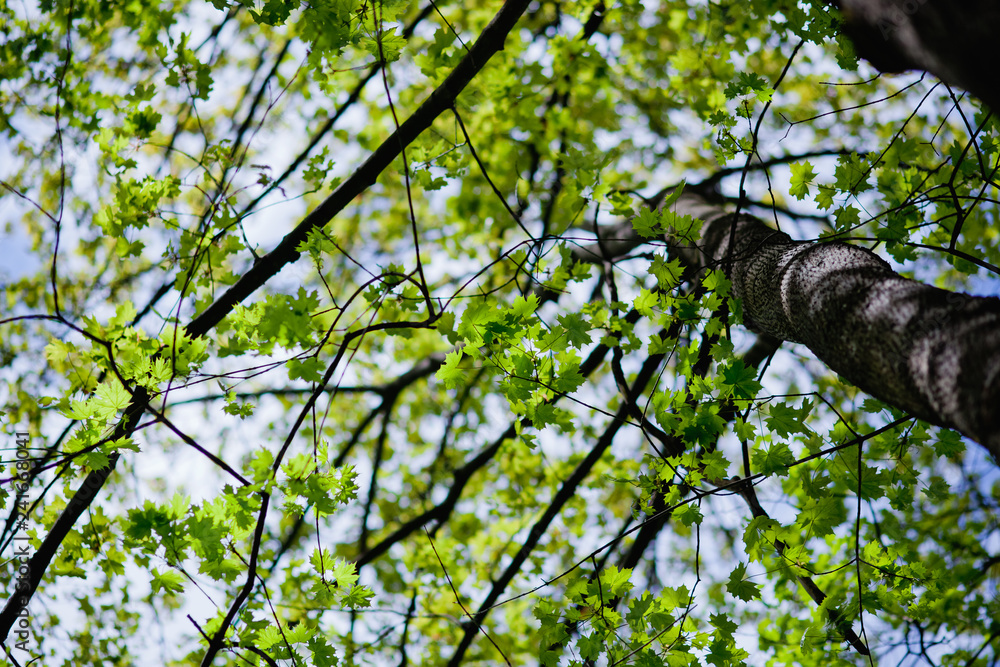 Fototapeta premium tree with green leaves