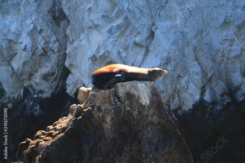 Los Cabos - Sea Lion