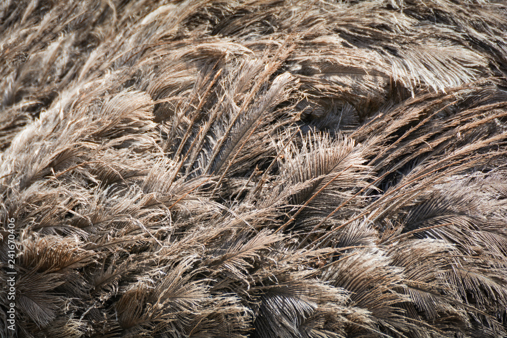 Ostrich feather background / feather of Ostrich or emu bird fur texture background Ostrich feather background / feather of Ostrich or emu bird fur texture background