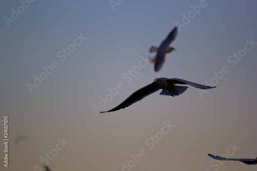 seagulls flying in the sky