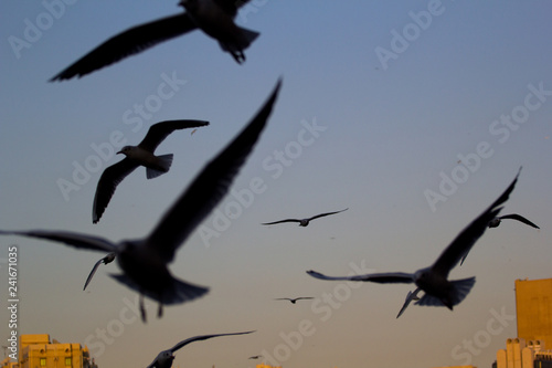 seagulls flying in the sky