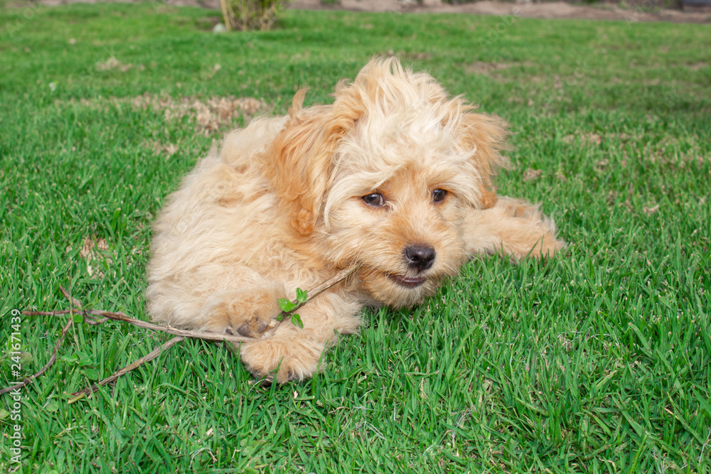 Mini Goldendoodle puppy dog ​​walks outdoors on a green lawn 