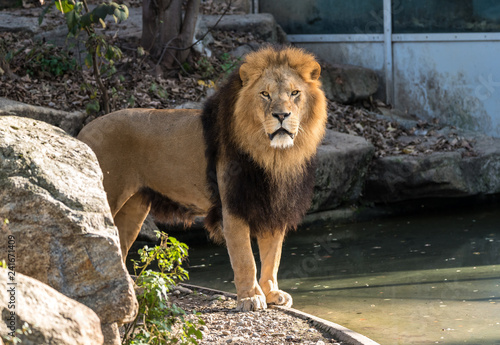 Fototapeta Naklejka Na Ścianę i Meble -  Löwe - Panthera leo