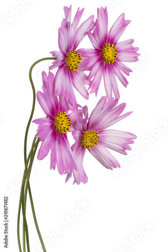 cosmos flowers isolated