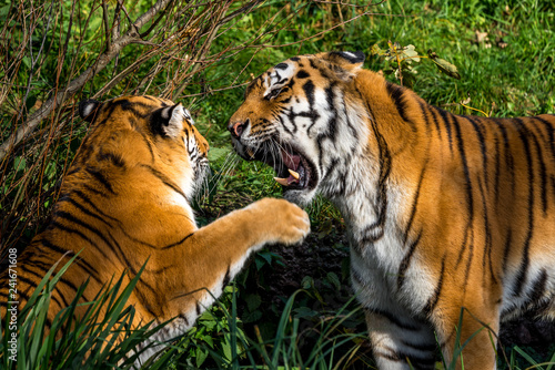 Fototapeta Naklejka Na Ścianę i Meble -  Tiger - Panthera tigris