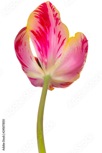 tulip flower isolated © _Vilor