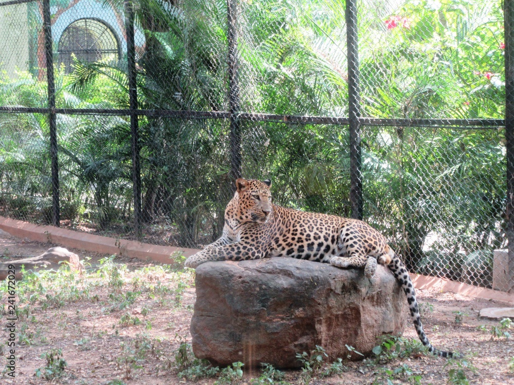 Fototapeta premium Lampart w zoo w Mysore / Południowe Indie