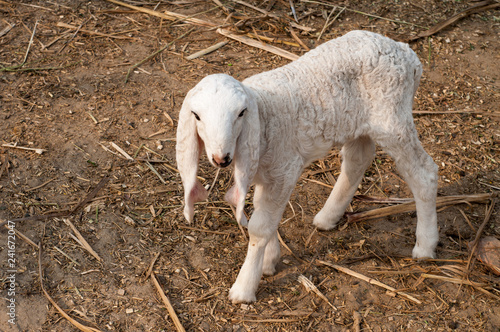 A new born white lamb