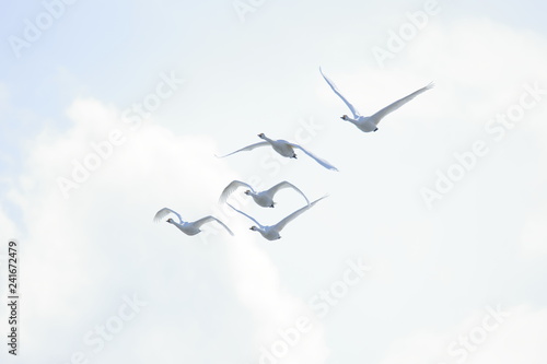 ハクチョウ　Swans flock	