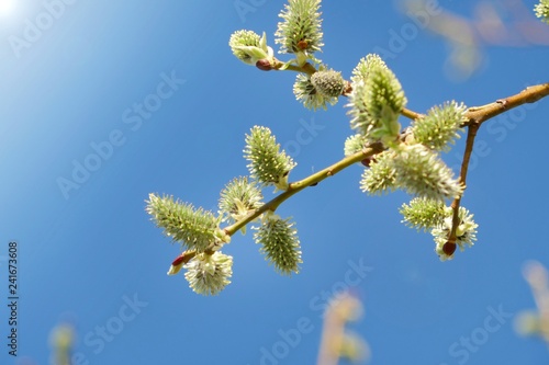 Willow. verba. Willow twigs with buds on a   blue sky background.Spring floral background. Spring season