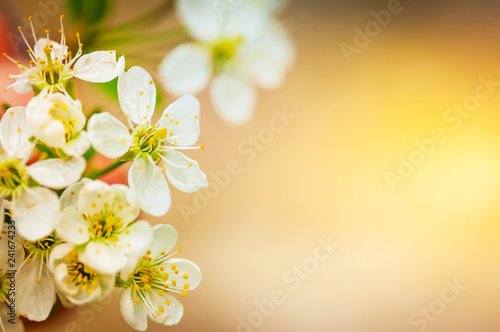 Cherry blossom close up. Young flowers. Blurred background. Tone
