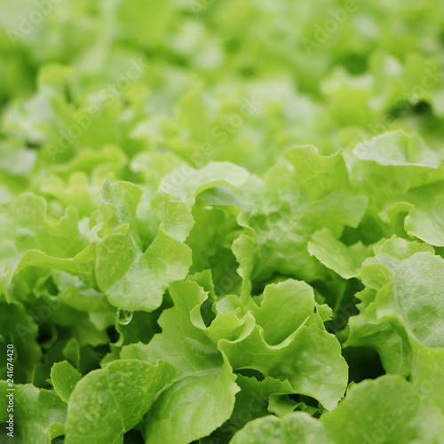 Organic hydroponic vegetable in farm plant market, green oak close up