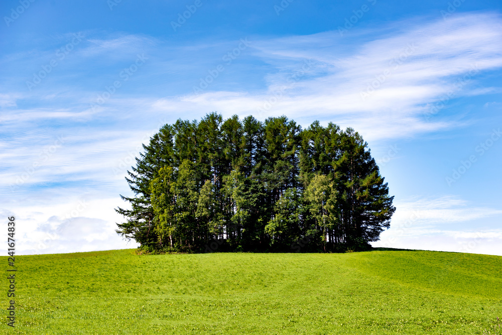 Group of Pine Trees at Mild Seven HIlls in Summer, Biei Patchwork Road Landscape, Hokkaido, Japan Group of Pine Trees at Mild Seven HIlls in Summer, Biei Patchwork Road Landscape, Hokkaido, Japan