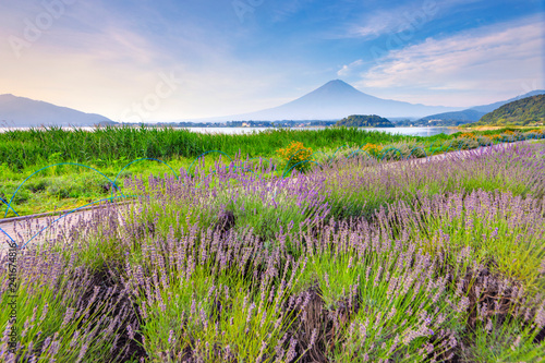 Mount Fuji and Lavender Field at Oishi Park  Kawaguchiko Lake in Summer  Japan