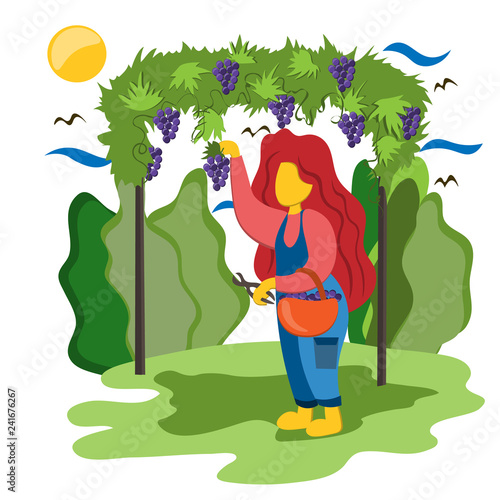 Girl gathers grapes in the garden. Illustration in flat style.