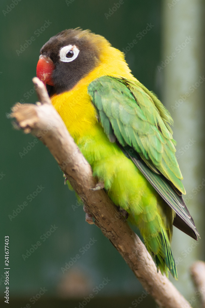 colourful parrot on a branch