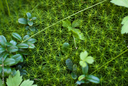 Close up to moss