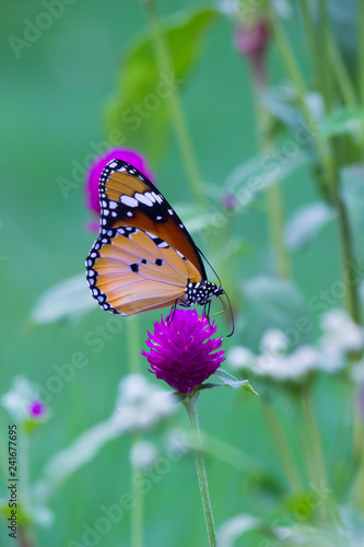  The Plain Tiger Butterfly