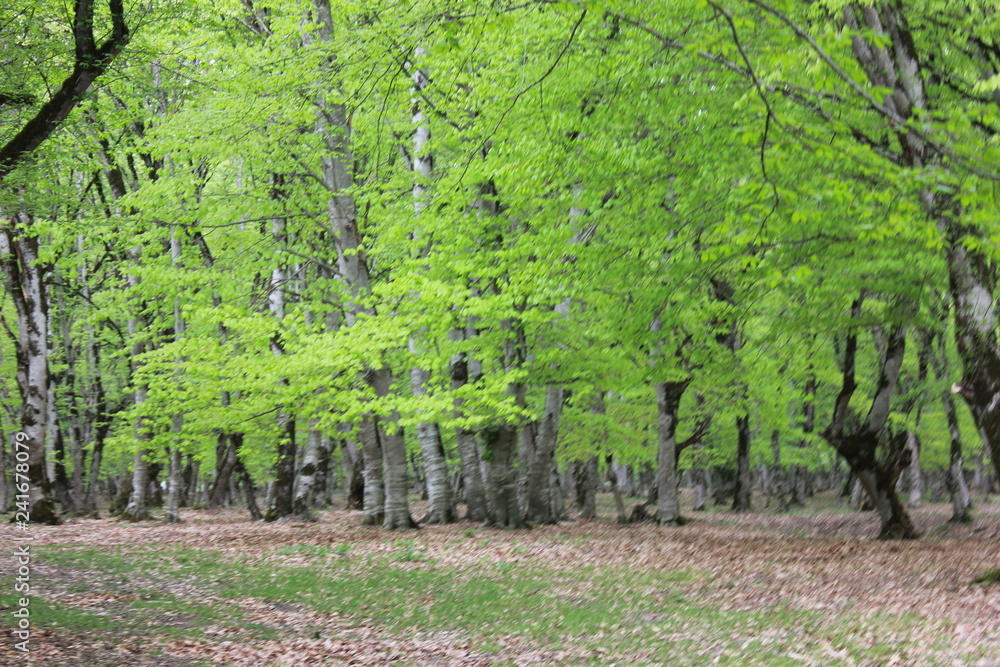 Fototapeta premium Nature