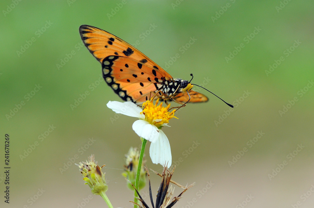 butterflies perch on flowers butterflies perch on flowers