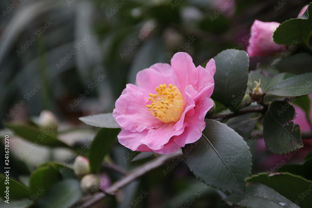 Pink Wild Rose is Blooming in Winter Pink Wild Rose is Blooming in Winter