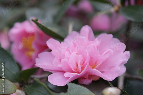 Pink Wild Rose is Blooming in Winter