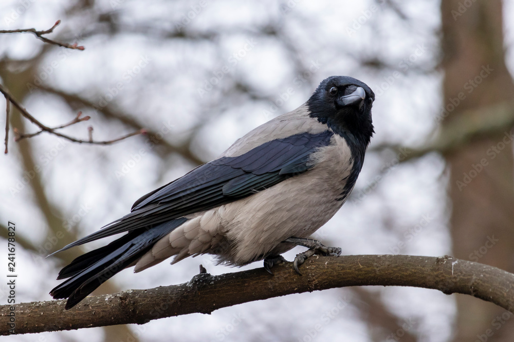 The Hooded Crow is outraged by the fact that someone is sneaking on him to make a picture. The Hooded Crow is outraged by the fact that someone is sneaking on him to make a picture.