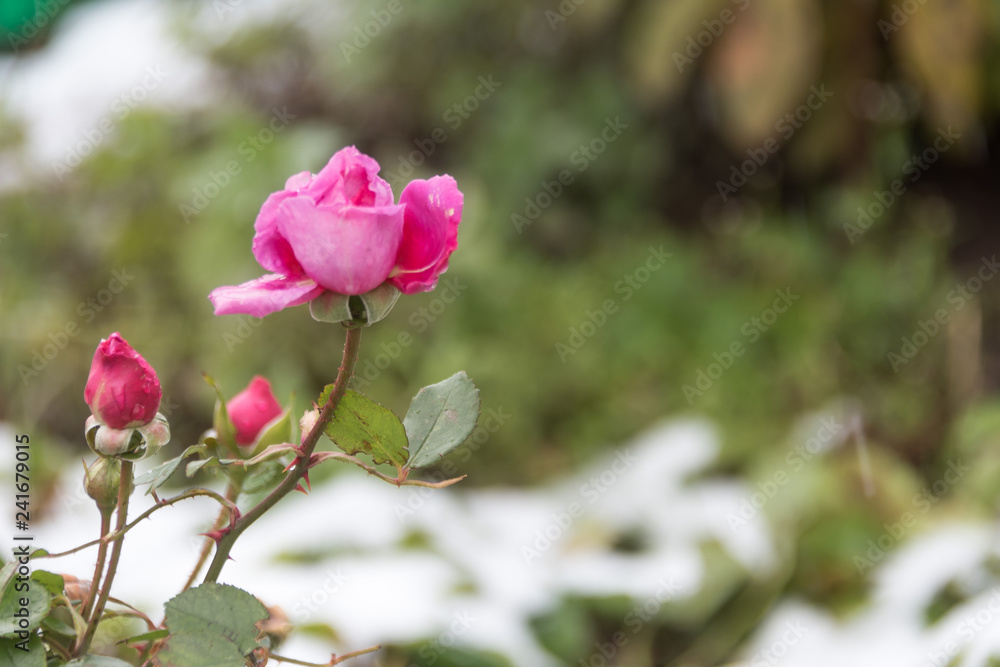 Red rose and the first frosts - a winter background Red rose and the first frosts - a winter background