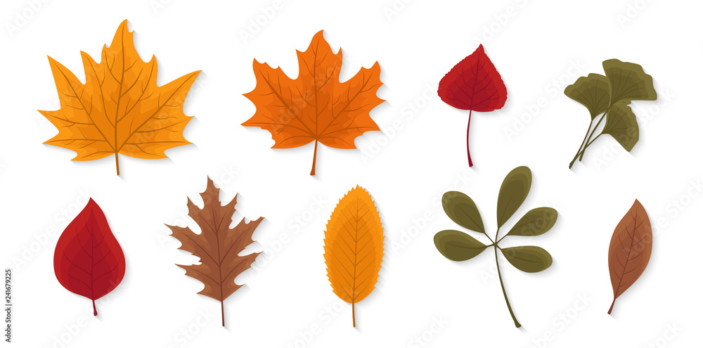 Autumn leaves set isolated on white background. Seasonal collection. Beautiful red, yellow and brown leaves. Modern realistic design. Flat style vector illustration. Autumn leaves set isolated on white background. Seasonal collection. Beautiful red, yellow and brown leaves. Modern realistic design. Flat style vector illustration.