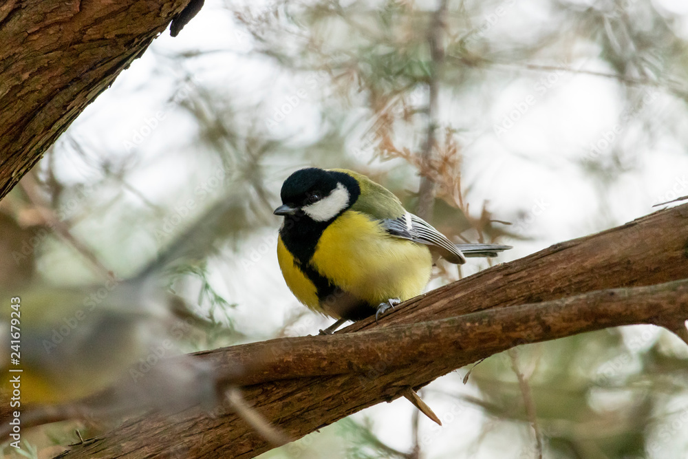 Great tit is trying to keep warm in cold winter weather Great tit is trying to keep warm in cold winter weather