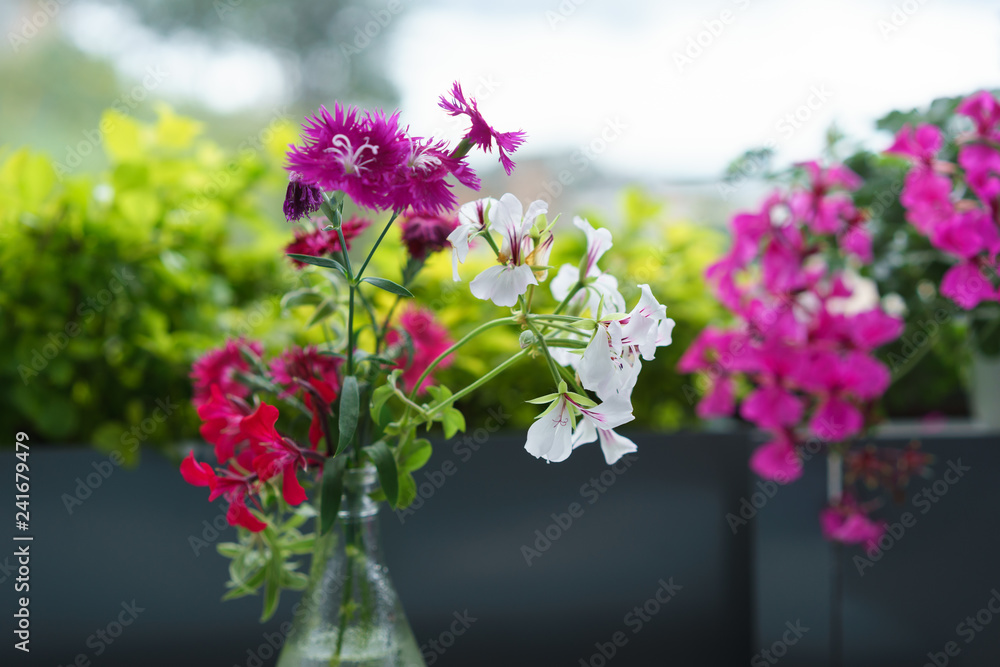 Fototapeta premium colourful flower bloom in the pot