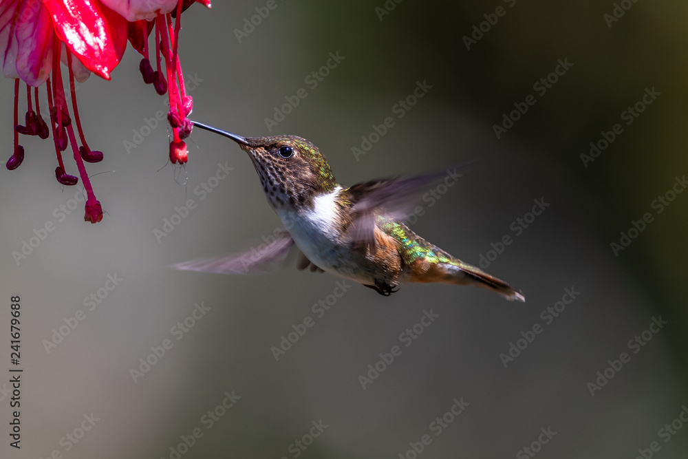Fototapeta premium Blue hummingbird Violet Sabrewing flying next to beautiful red flower. Tinny bird fly in jungle. Wildlife in tropic Costa Rica. Two bird sucking nectar from bloom in the forest. Bird behaviour