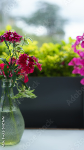 Wallpaper Mural colourful flower bloom in the pot Torontodigital.ca
