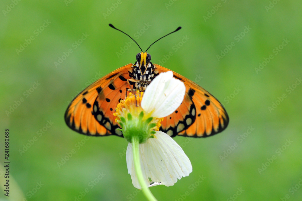 Naklejka premium motyle okoń na kwiatach