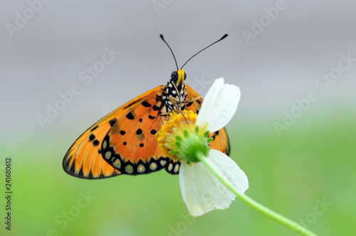 butterflies perch on flowers