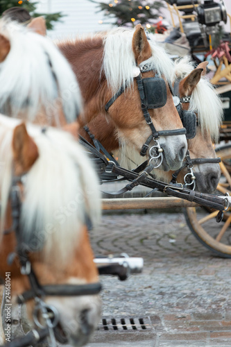 Horses in a row, ready to take some rides through the old town of Salzburg, Austria