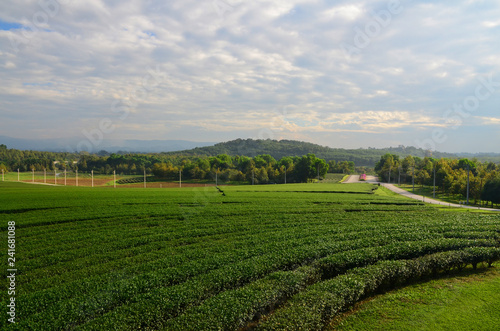 Boon Rawd Farm, Chiang Rai , Thailand