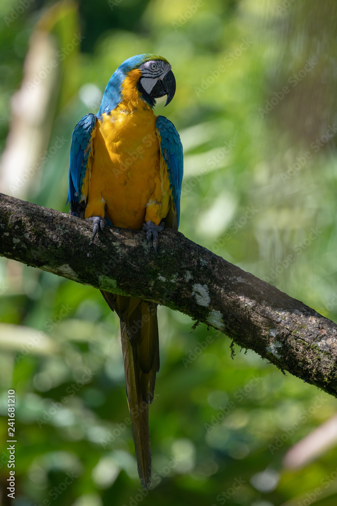 Portrait of sitting yellow breast Ara. (Ara ararauna). Portrait of sitting yellow breast Ara. (Ara ararauna).
