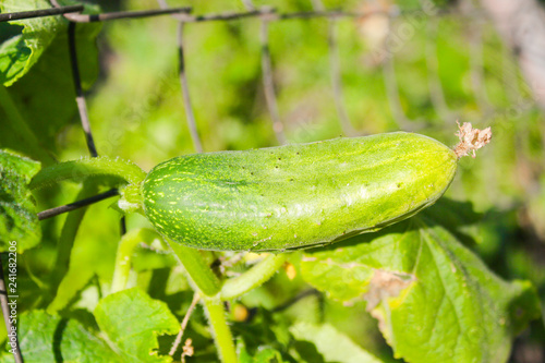 farm  natural  organic cucumbers on the garden