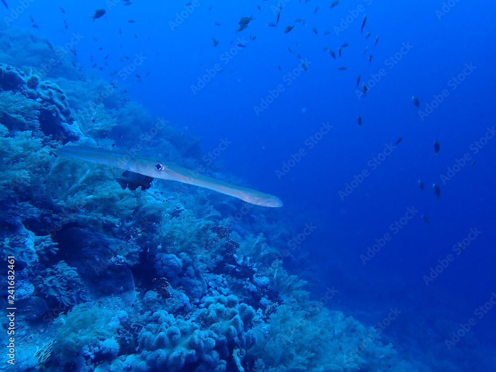 Fototapeta premium Underwater world in deep water in coral reef and plants flowers flora in blue world marine wildlife, travel nature beauty exploration in diving trip, dive. Fish, corals and sea creatures