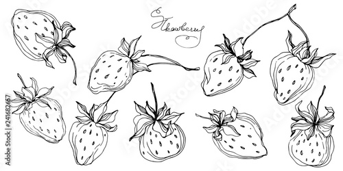 Vector Strawberry fruits. Black and white engraved ink art. Isolated strawberry illustration element.