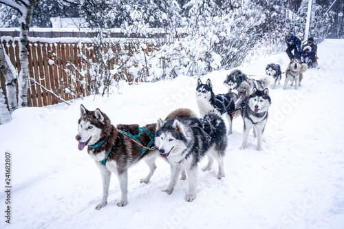 Huskies giving a ride for a family on a snowy day