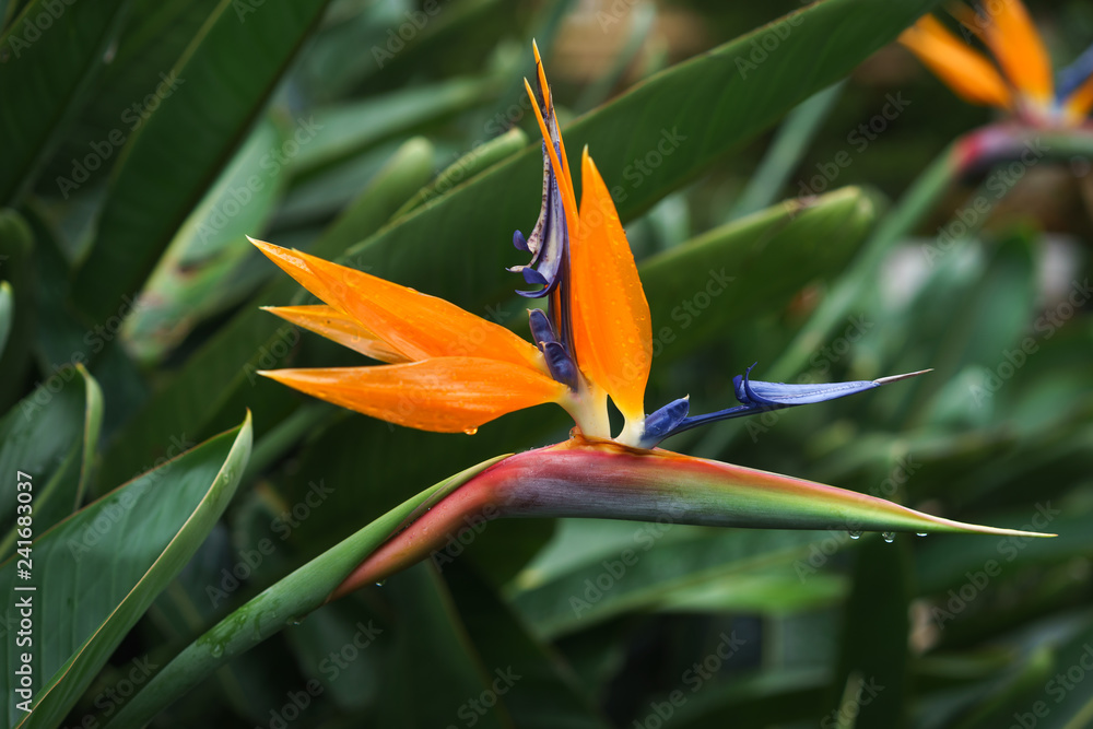 Strelitzia Reginae flower closeup (bird of paradise flower) Strelitzia Reginae flower closeup (bird of paradise flower)