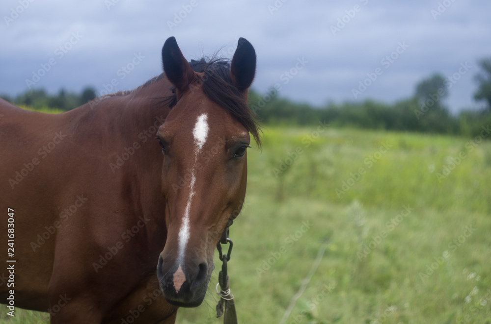 Portrait of a Horse on a meadow