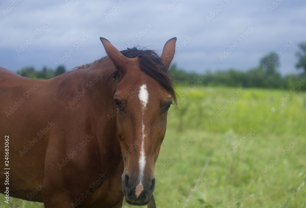 Portrait of a Horse on a meadow