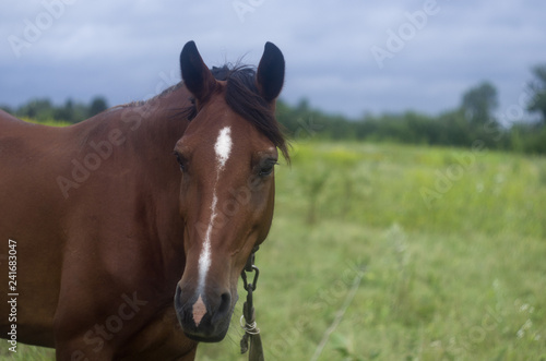 Portrait of a Horse on a meadow