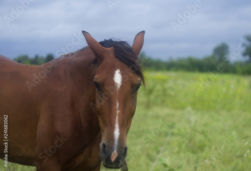 Portrait of a Horse on a meadow © alg2209