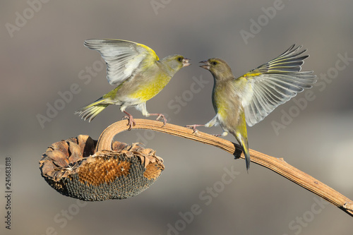 Canvas Print Coppia di verdoni in lotta sul fiore di girasole (Chloris chloris)